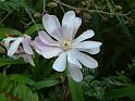 Magnolia stellata 